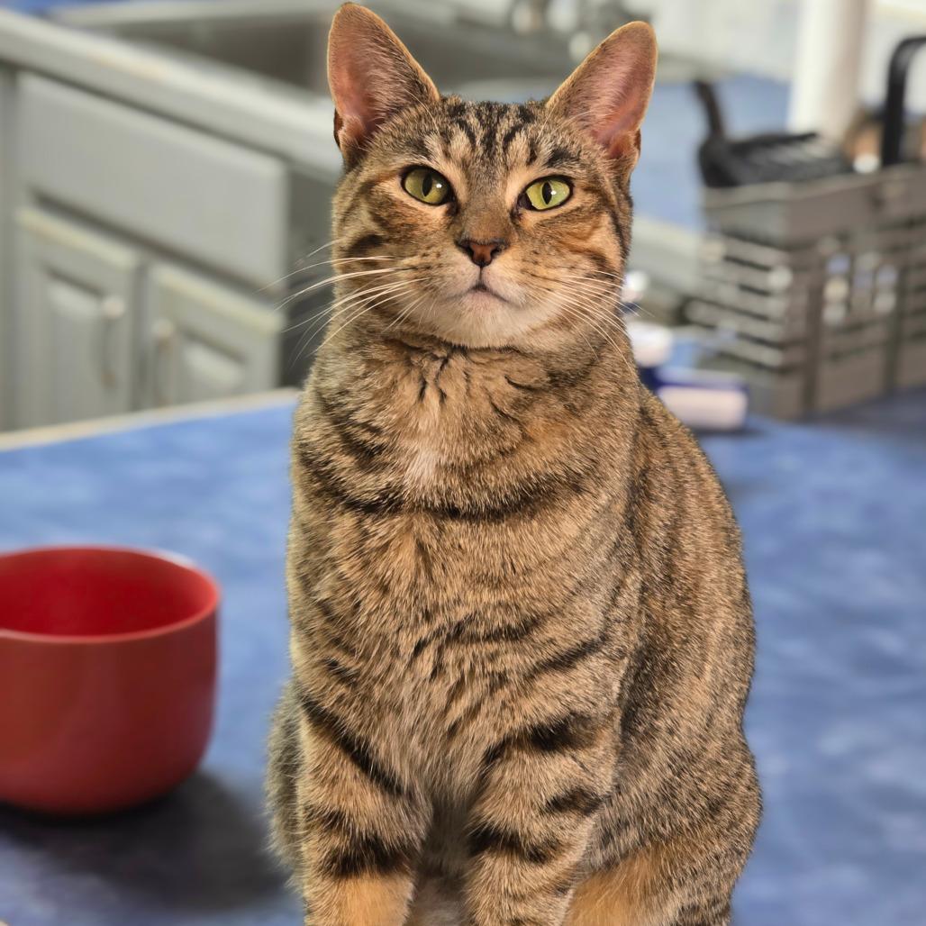 Enlarge Dandelion, a Adoptable Domestic Short Hair in Jarrettsville, MD image 6/6