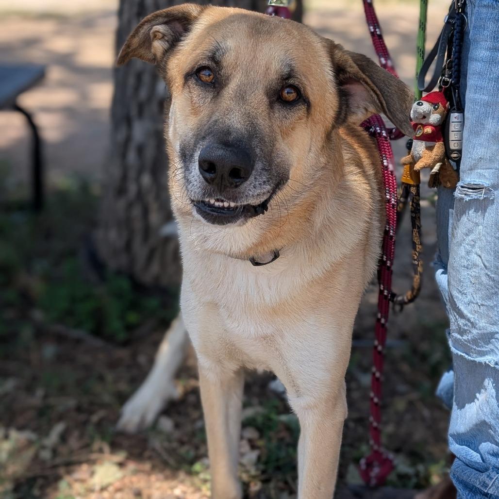 Atlas, Adoptable, Adult Male Anatolian Shepherd & Mixed Breed.