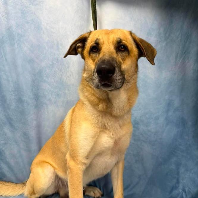Atlas, a Adoptable mixed breed in Buchanan Dam, TX image 2/4