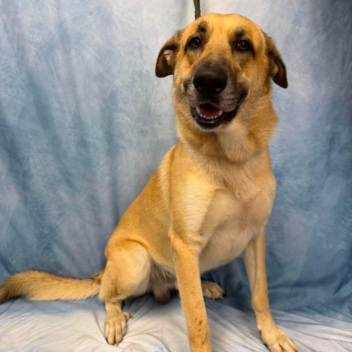 Atlas, a Adoptable mixed breed in Buchanan Dam, TX image 3/4