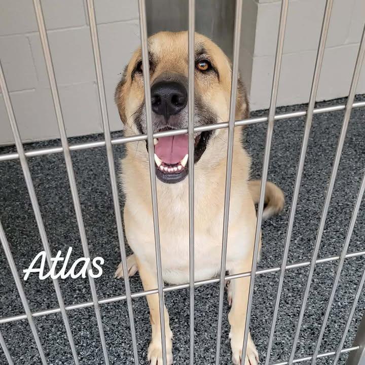 Atlas, a Adoptable mixed breed in Buchanan Dam, TX image 4/4