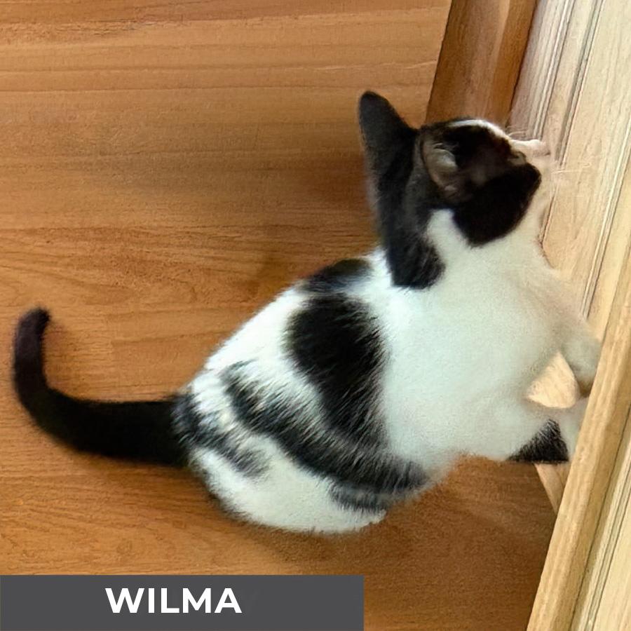 Wilma