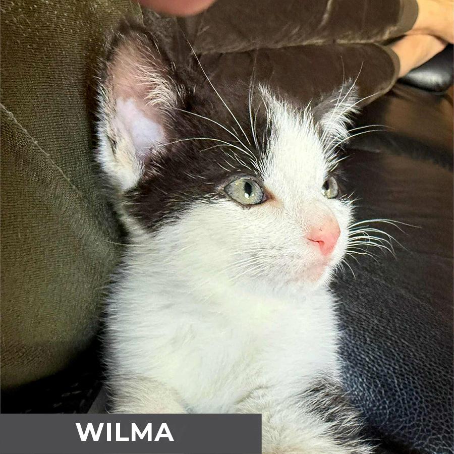Wilma, Adoptable, Kitten Female Domestic Short Hair.