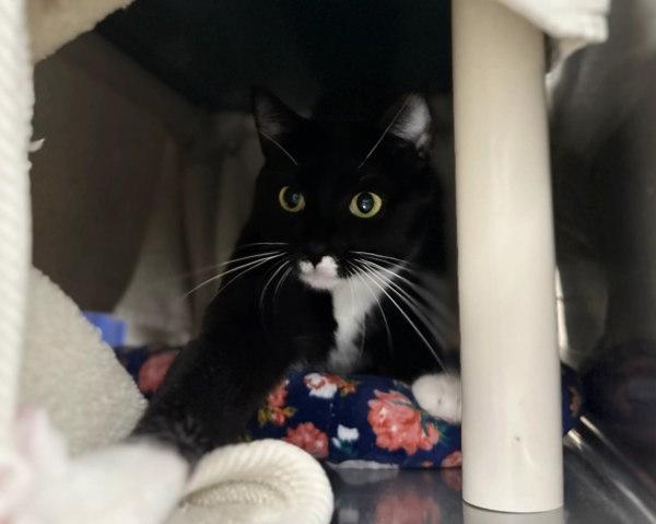 Wendy, Adoptable, Young Female Domestic Short Hair.