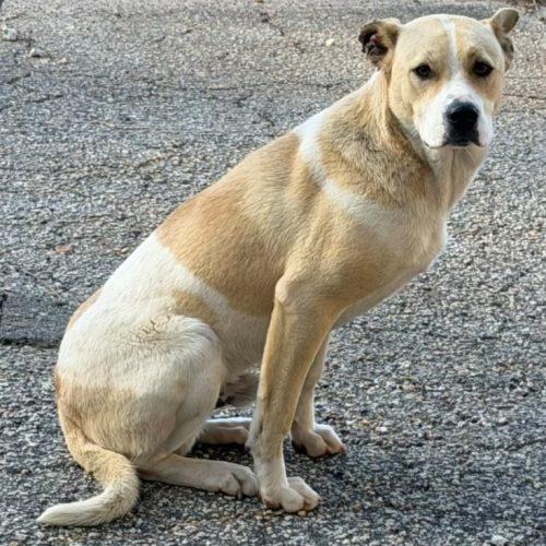 Enlarge Evander, a Adoptable mixed breed in Leesburg, AL image 1/5