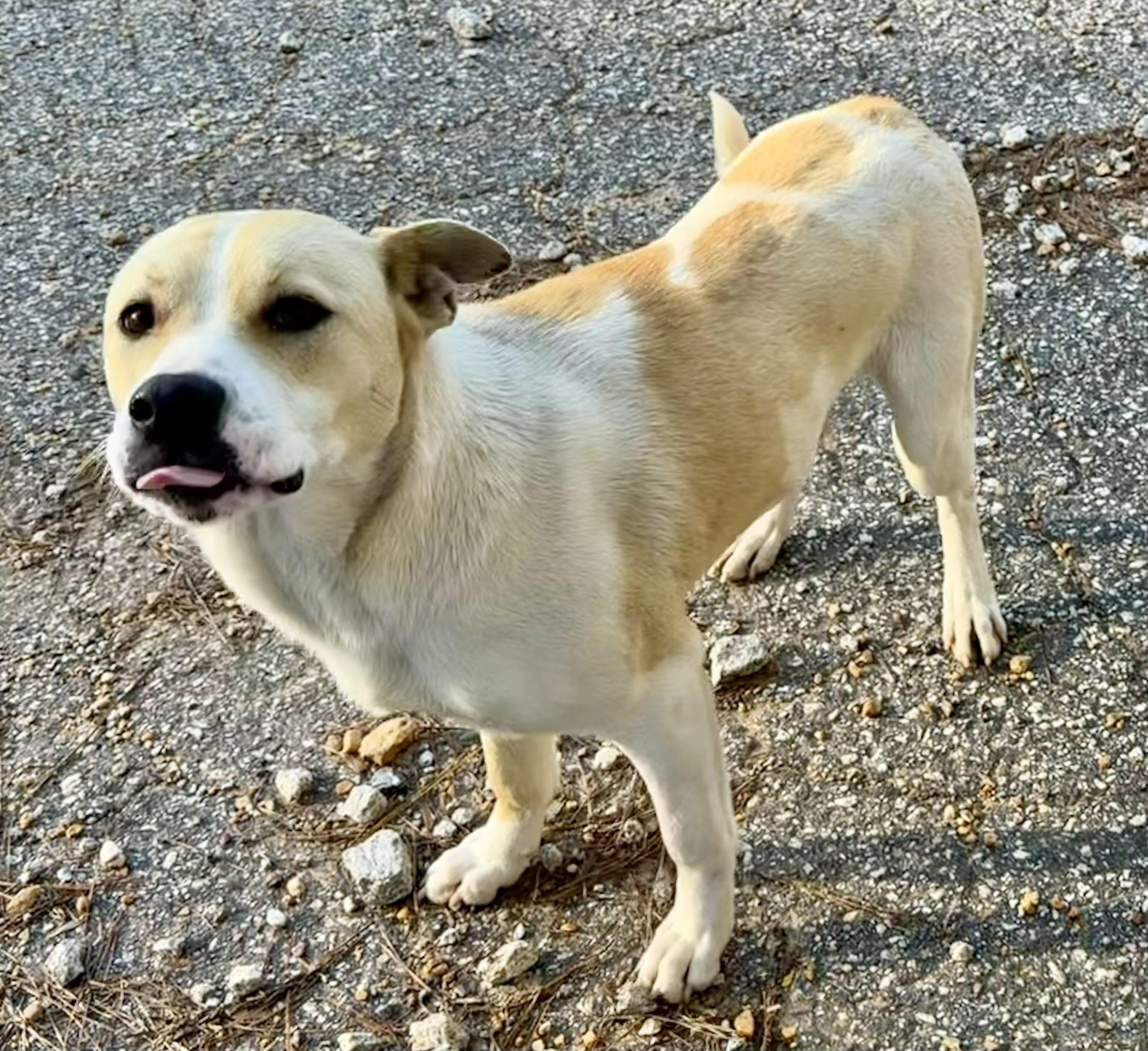 Evander, Adoptable, Young Male Shepherd & Mixed Breed.