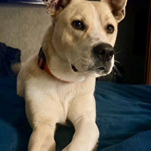 Evander, Adoptable, Young Male Shepherd & Mixed Breed.