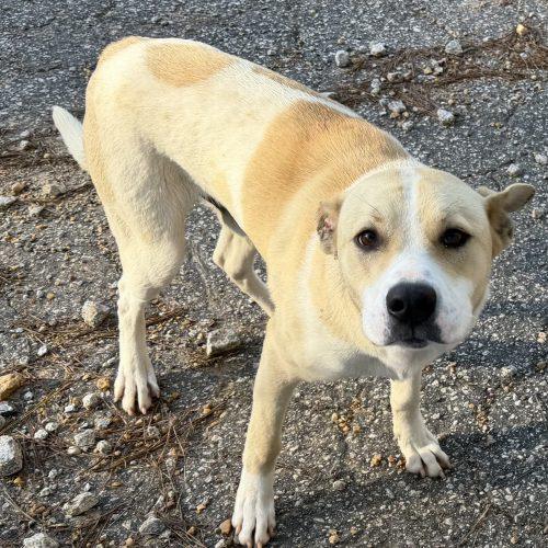 Enlarge Evander, a Adoptable mixed breed in Leesburg, AL image 2/5