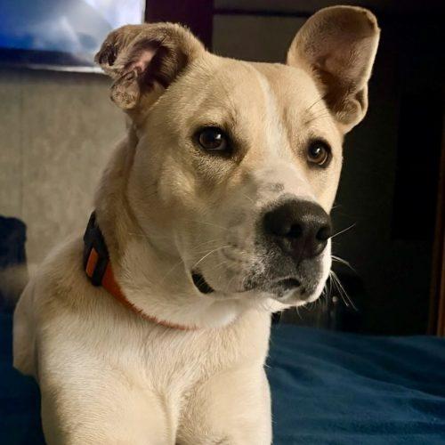 Enlarge Evander, a Adoptable mixed breed in Leesburg, AL image 2/5