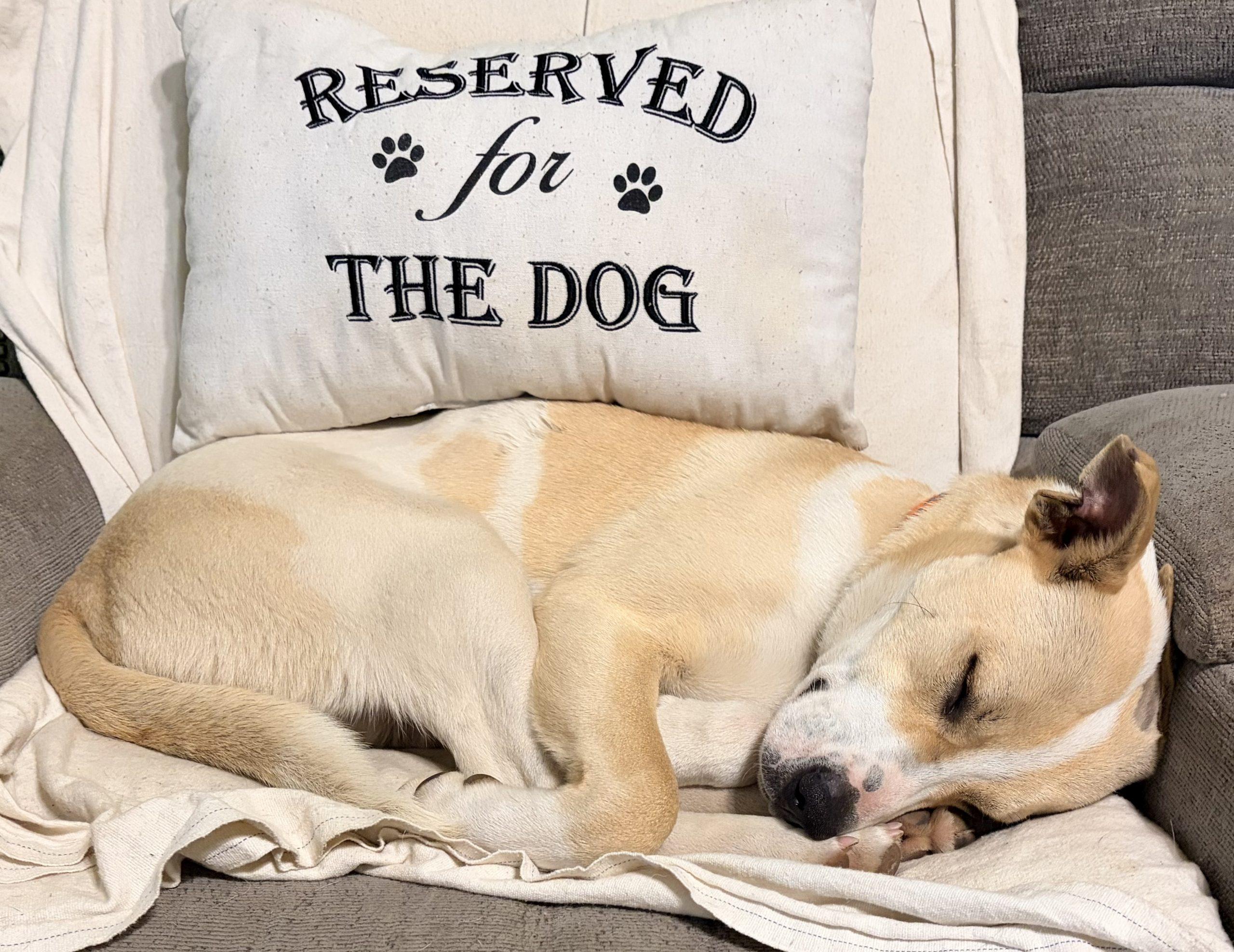 Enlarge Evander, a Adoptable mixed breed in Leesburg, AL image 3/5