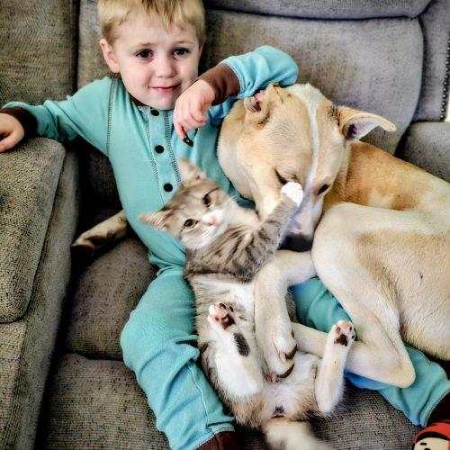 Enlarge Evander, a Adoptable mixed breed in Leesburg, AL image 4/5