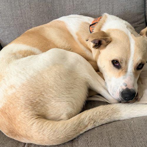 Enlarge Evander, a Adoptable mixed breed in Leesburg, AL image 5/5