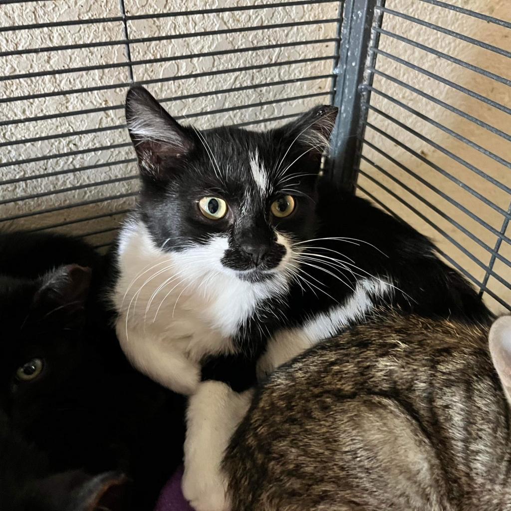 Enlarge Malarkey, a Adoptable mixed breed in Nampa, ID image 1/3