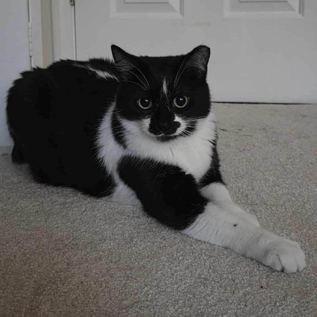 Enlarge Malarkey, a Adoptable mixed breed in Nampa, ID image 2/3