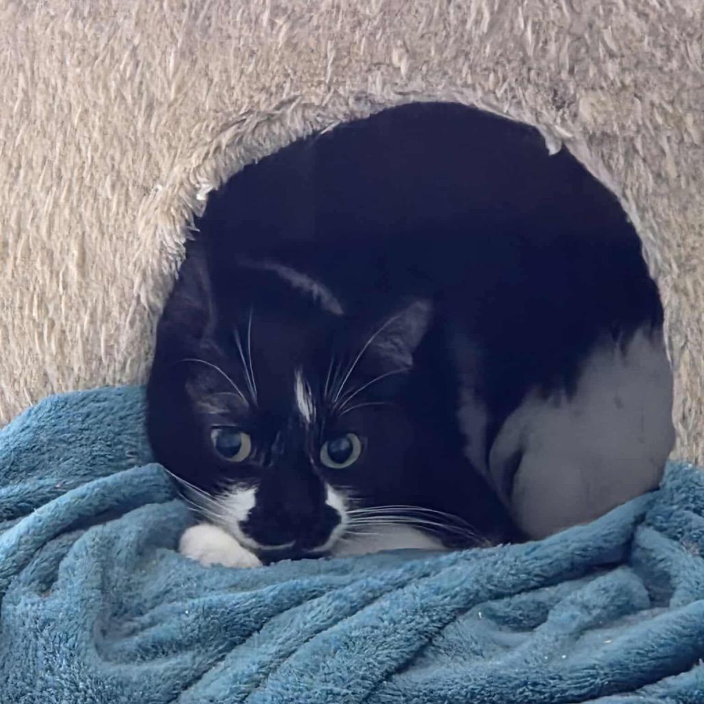 Enlarge Malarkey, a Adoptable mixed breed in Nampa, ID image 3/3