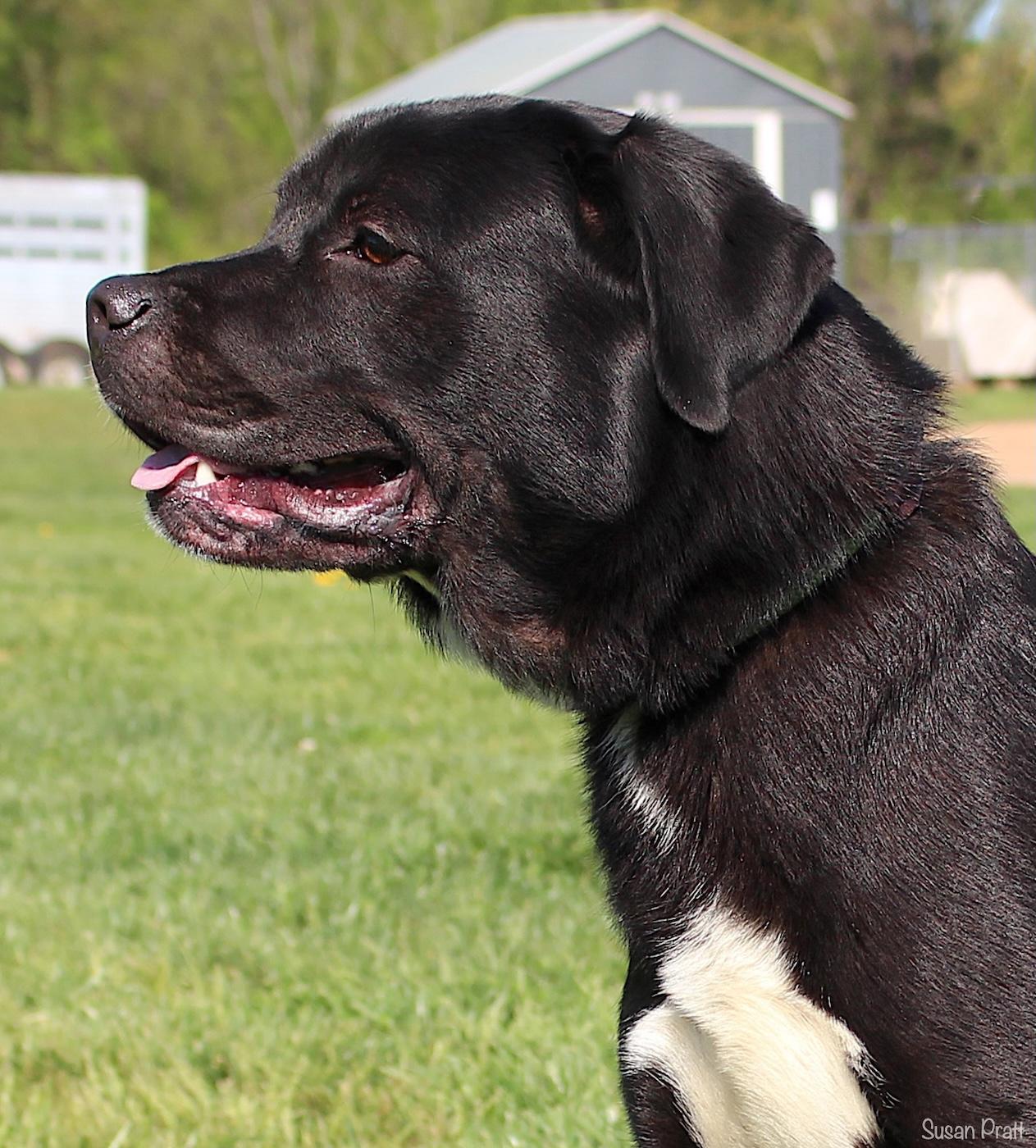Jordan, ADOPTABLE, Adult Male Labrador Retriever & Pit Bull Terrier.