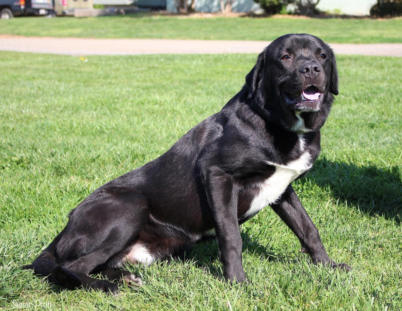 Enlarge Jordan, a ADOPTABLE mixed breed in Bedford, VA image 3/3