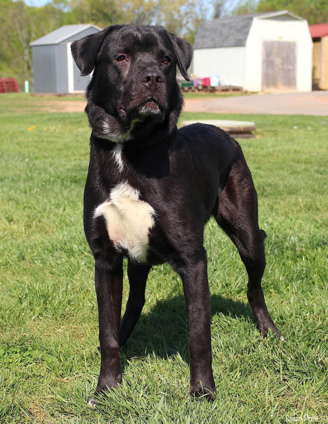 Enlarge Jordan, a ADOPTABLE mixed breed in Bedford, VA image 2/3