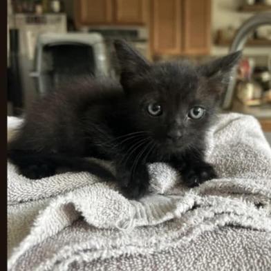 Ringo, Baby Male Bombay