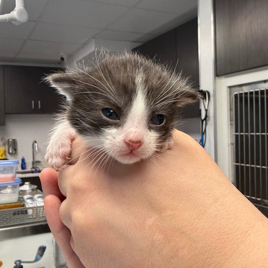 Sunstone, Adoptable, Kitten Male Domestic Short Hair.