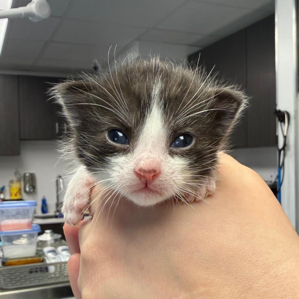 Enlarge Sunstone, a Adoptable Domestic Short Hair in St. Louis, MO image 2/5
