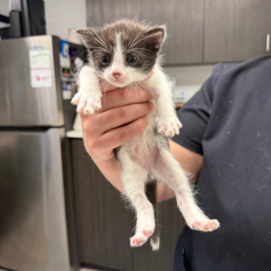 Enlarge Sunstone, a Adoptable Domestic Short Hair in St. Louis, MO image 3/5