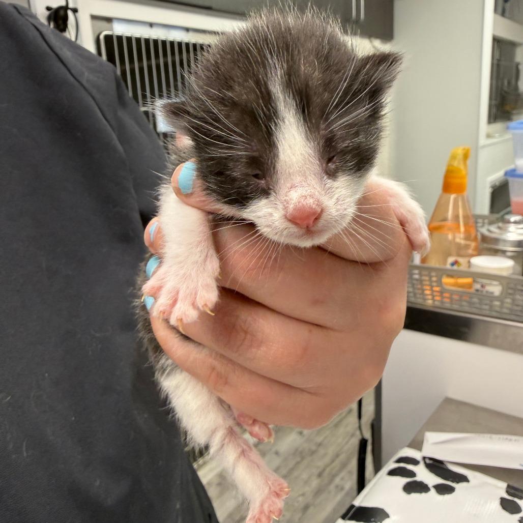 Enlarge Sunstone, a Adoptable Domestic Short Hair in St. Louis, MO image 4/5