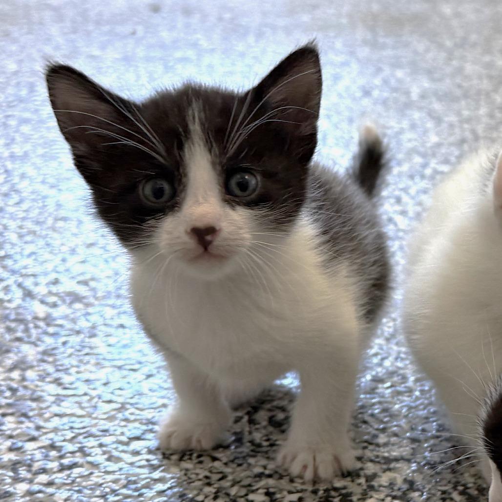 Enlarge Sunstone, a Adoptable Domestic Short Hair in St. Louis, MO image 5/5