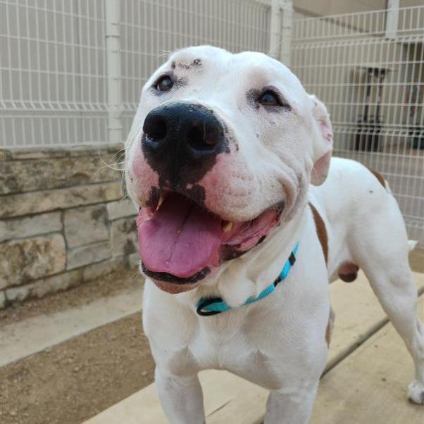 Joe Joe, Adoptable, Adult Male American Bulldog.