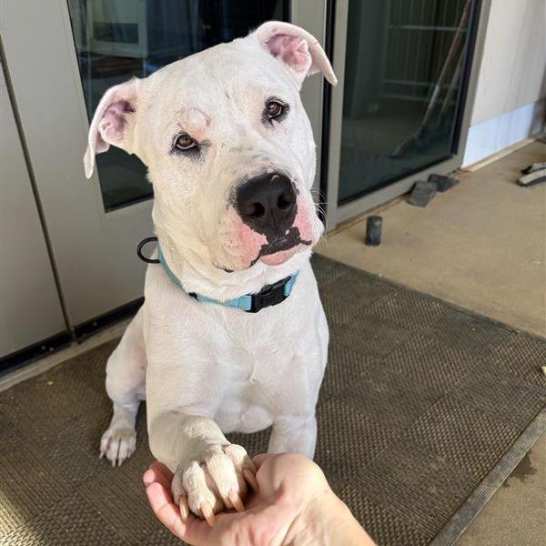 Enlarge Joe Joe, a Adoptable American Bulldog in Bentonville, AR image 2/6