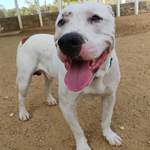 Enlarge Joe Joe, a Adoptable American Bulldog in Bentonville, AR image 3/6