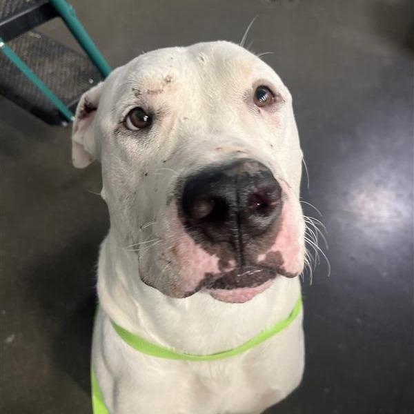 Enlarge Joe Joe, a Adoptable American Bulldog in Bentonville, AR image 4/6