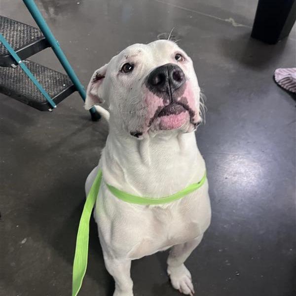 Enlarge Joe Joe, a Adoptable American Bulldog in Bentonville, AR image 5/6