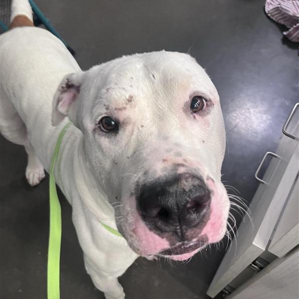 Enlarge Joe Joe, a Adoptable American Bulldog in Bentonville, AR image 6/6