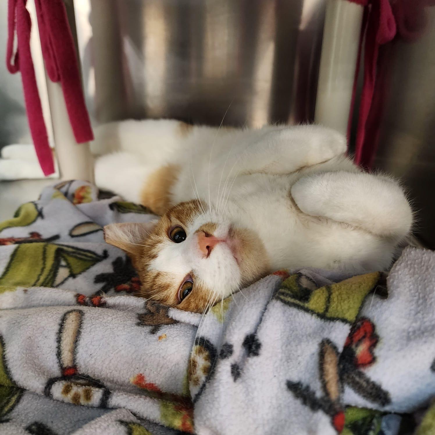 Enlarge Diamond , an adoptable mixed breed in Woodinville, WA image 4/5