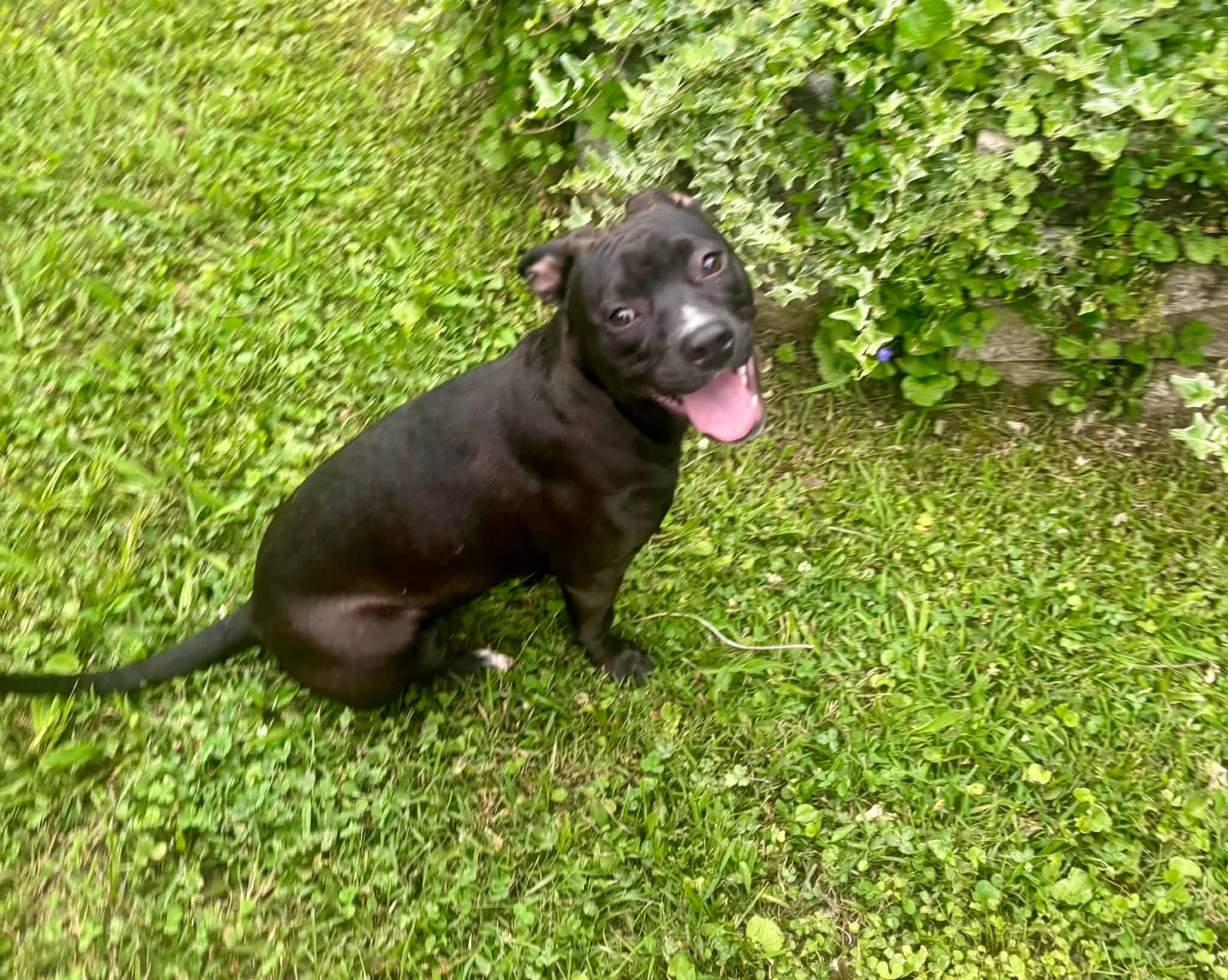 Enlarge Roxy, an adopted mixed breed in Brentwood , TN image 2/6