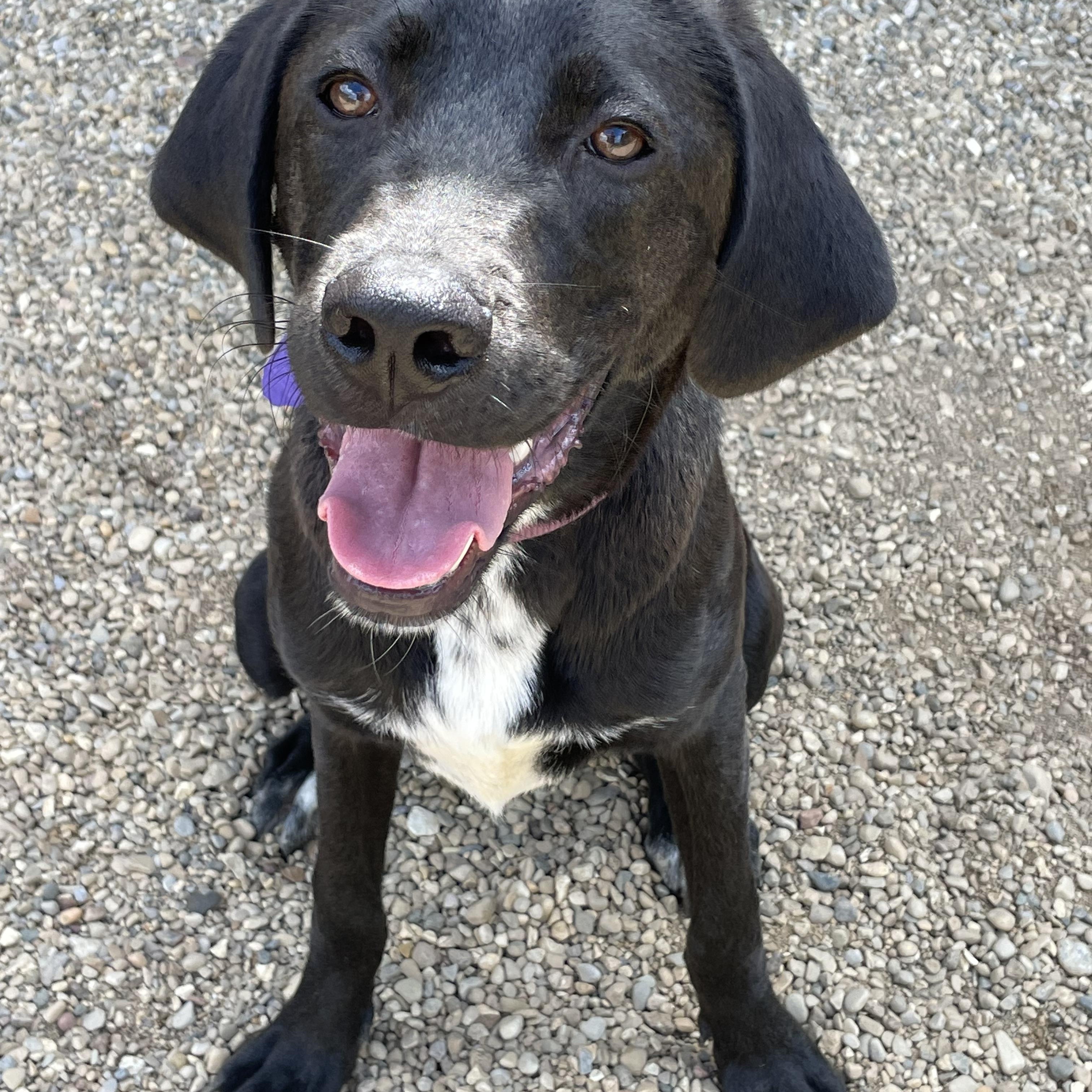 Callie, Young Female Black Labrador Retriever