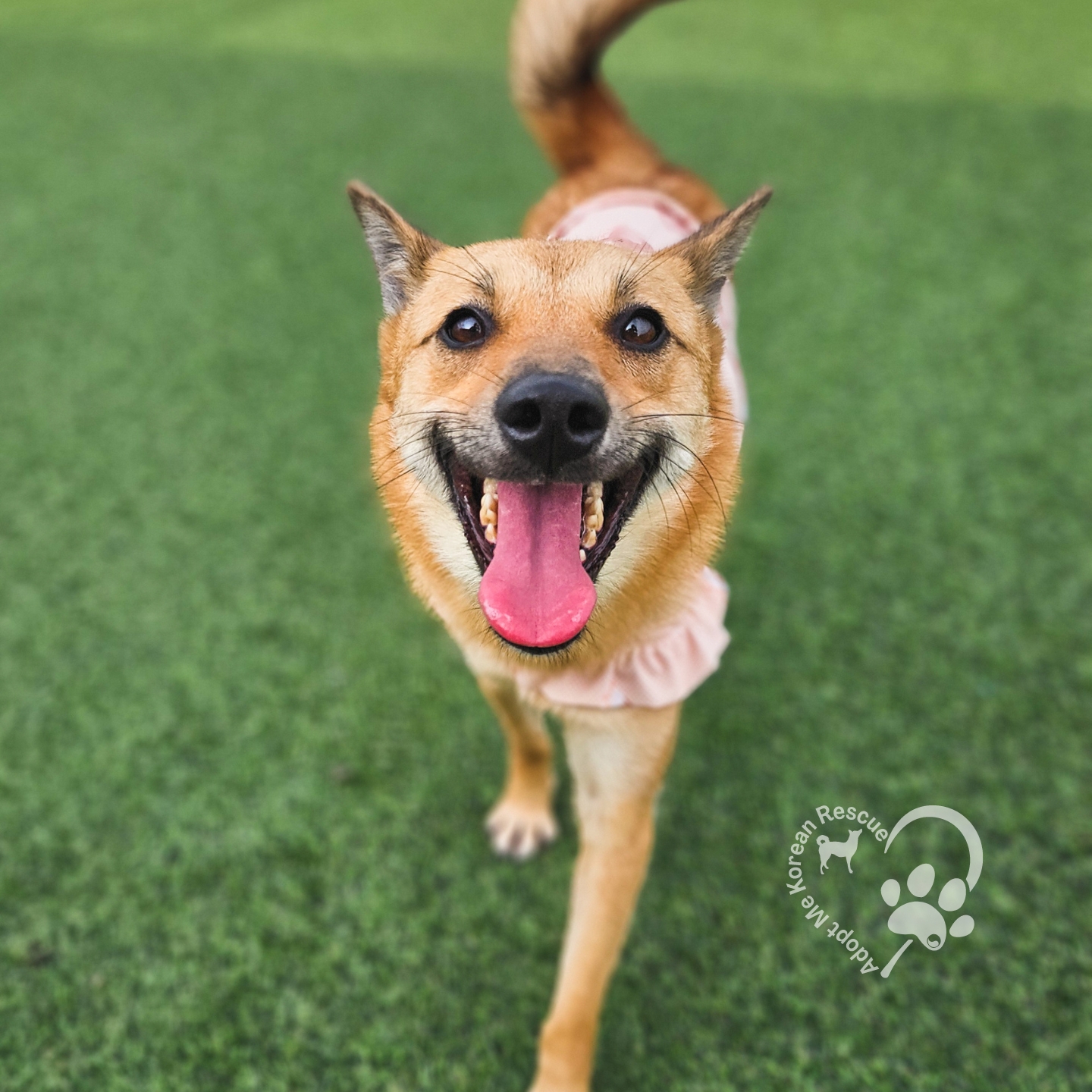 Dog for adoption Amy, a Jindo Mix in Toronto, ON Petfinder