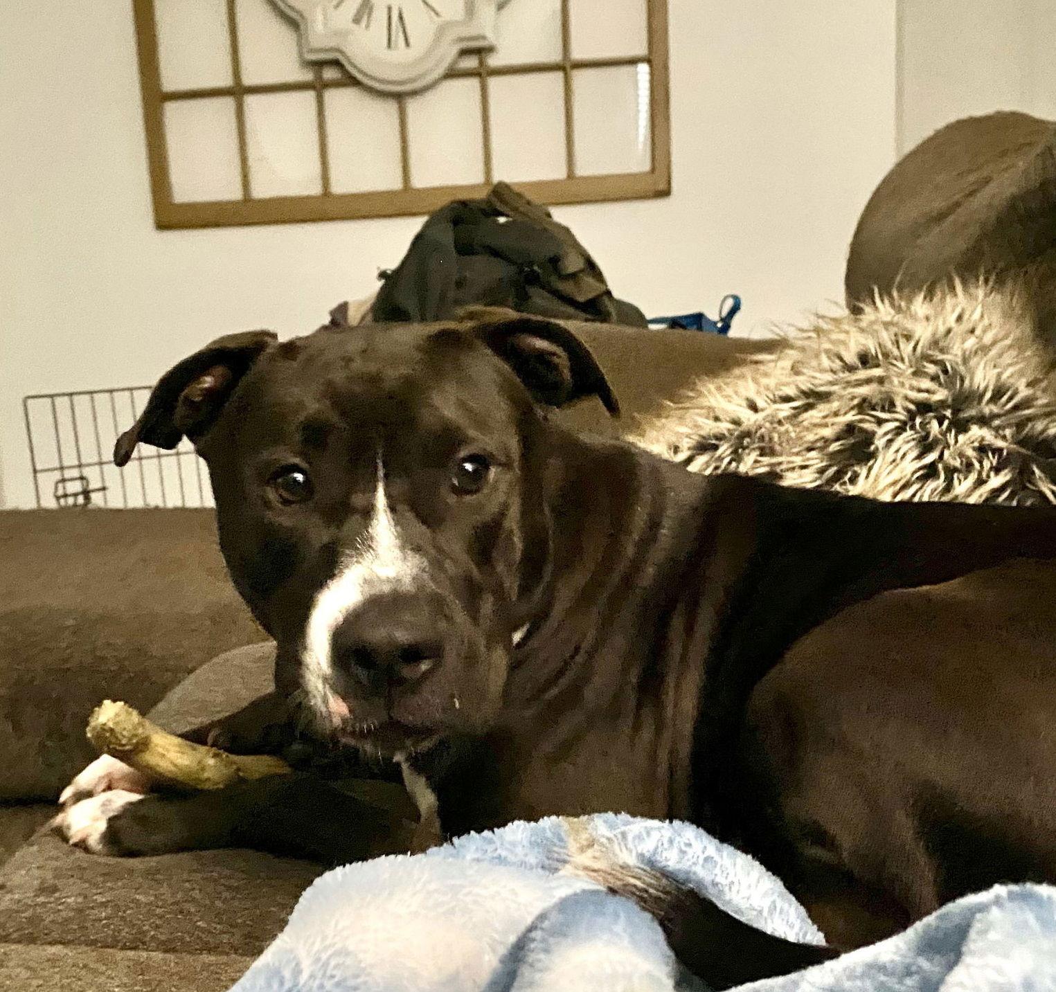 Enlarge Jack #booty-wiggler, a Adopted American Staffordshire Terrier in Houston, TX image 1/3