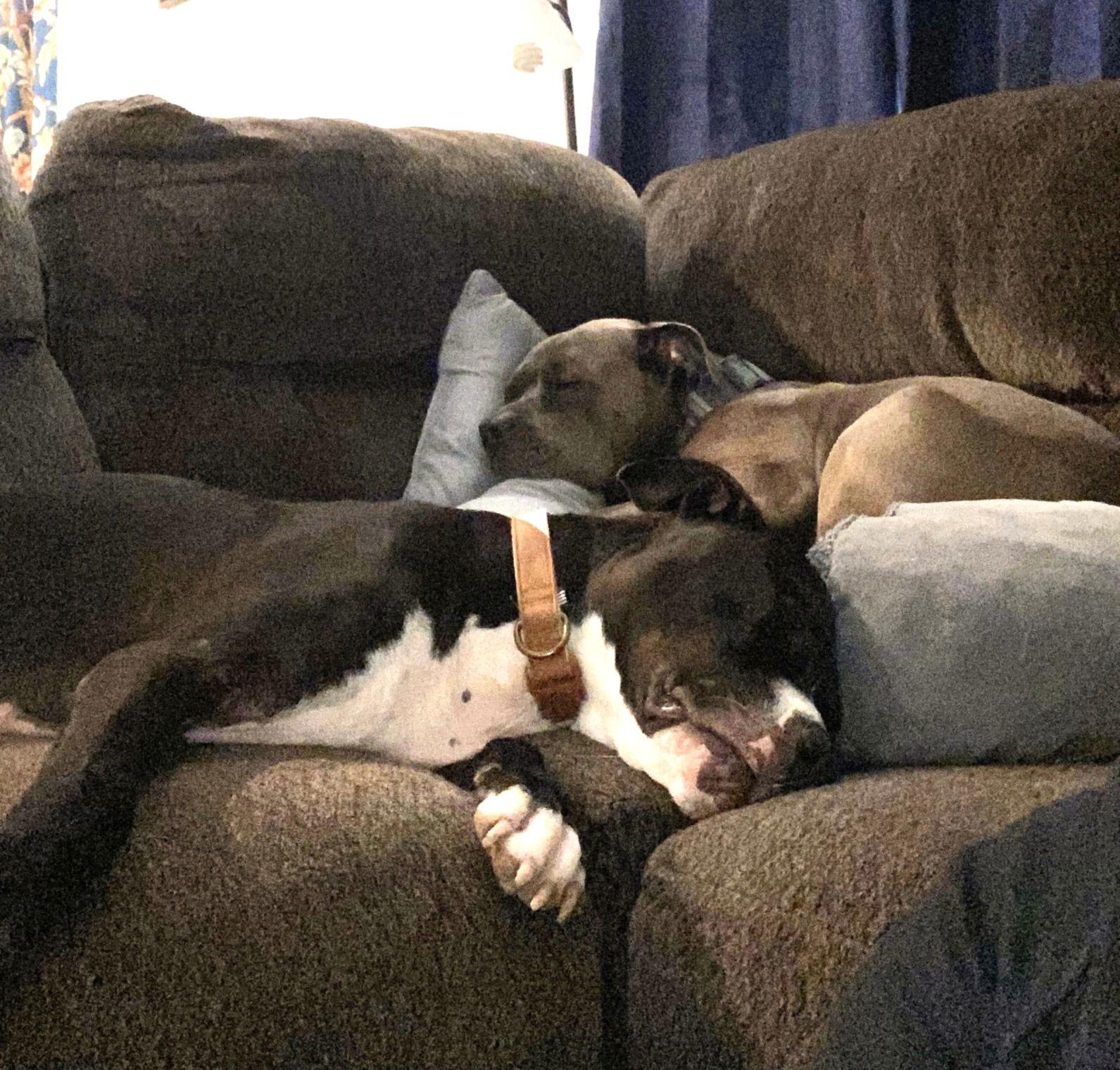 Enlarge Jack #booty-wiggler, a Adopted American Staffordshire Terrier in Houston, TX image 2/3