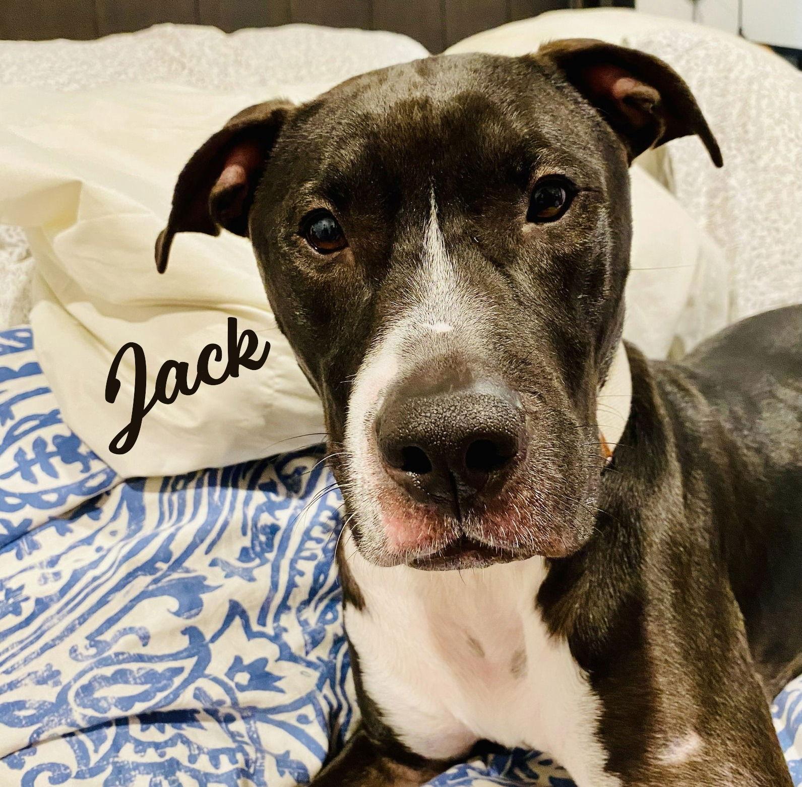 Enlarge Jack #booty-wiggler, a Adopted American Staffordshire Terrier in Houston, TX image 3/3