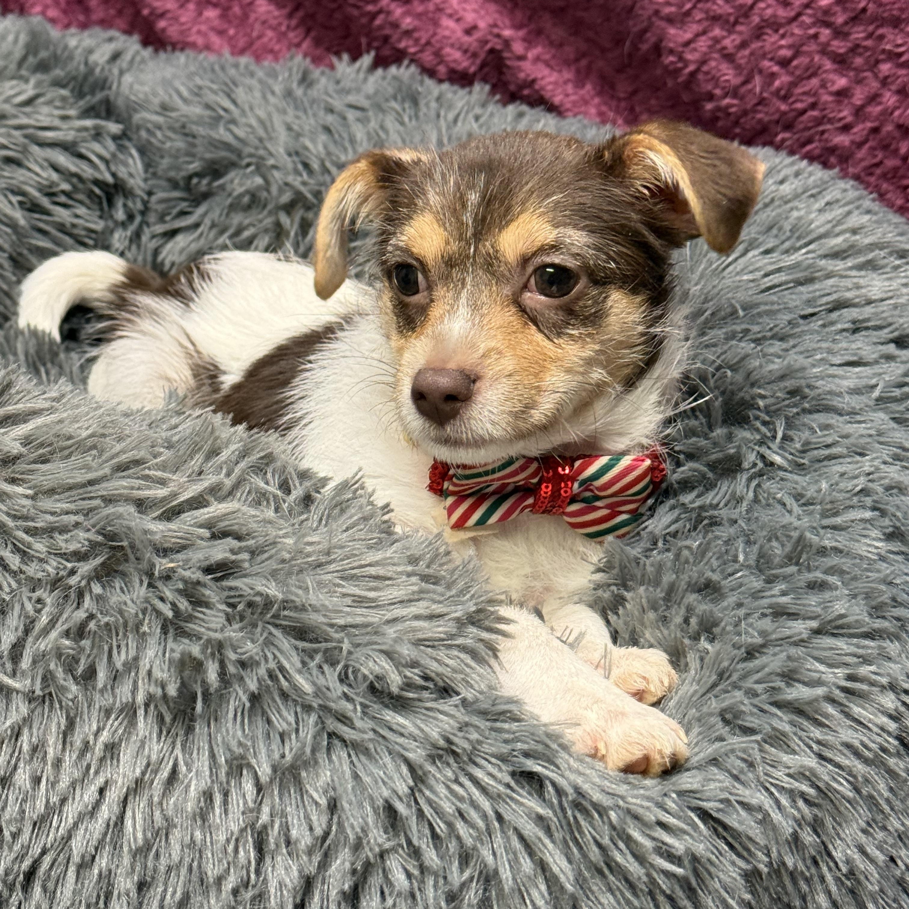 Enlarge Olive , an adopted mixed breed in Baton Rouge, LA image 2/5