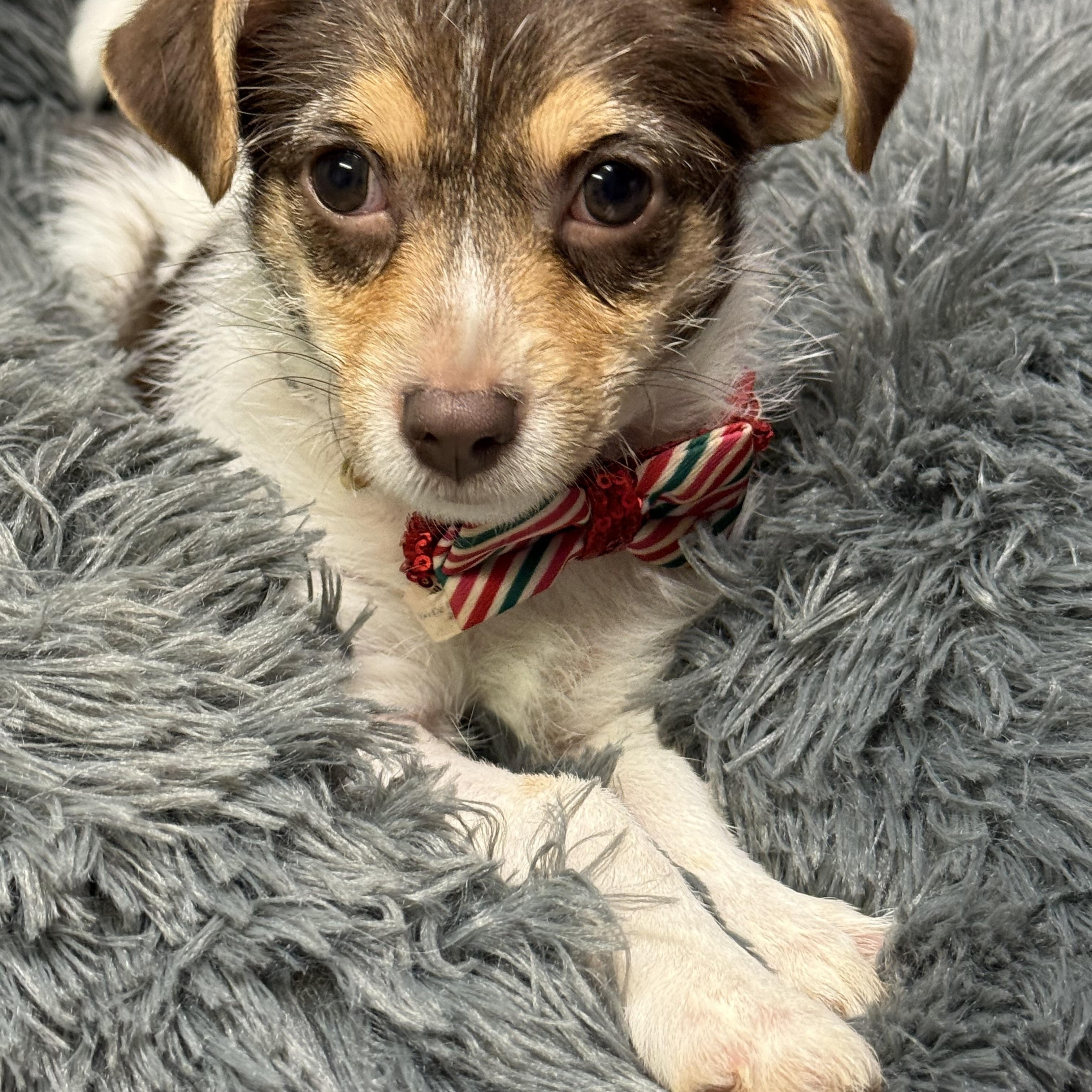 Enlarge Olive , an adopted mixed breed in Baton Rouge, LA image 4/5