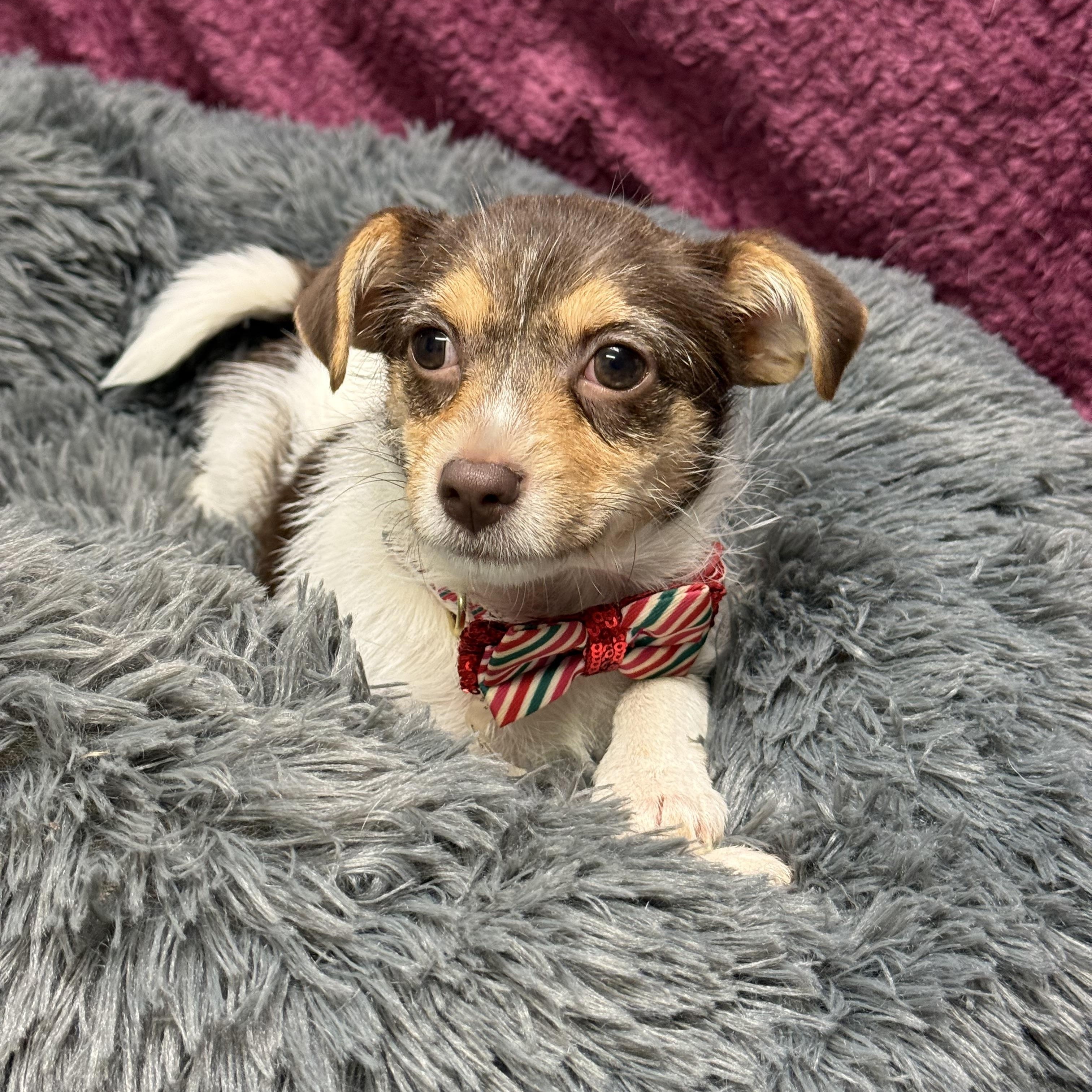 Olive , adopted, Young Female Toy Fox Terrier.