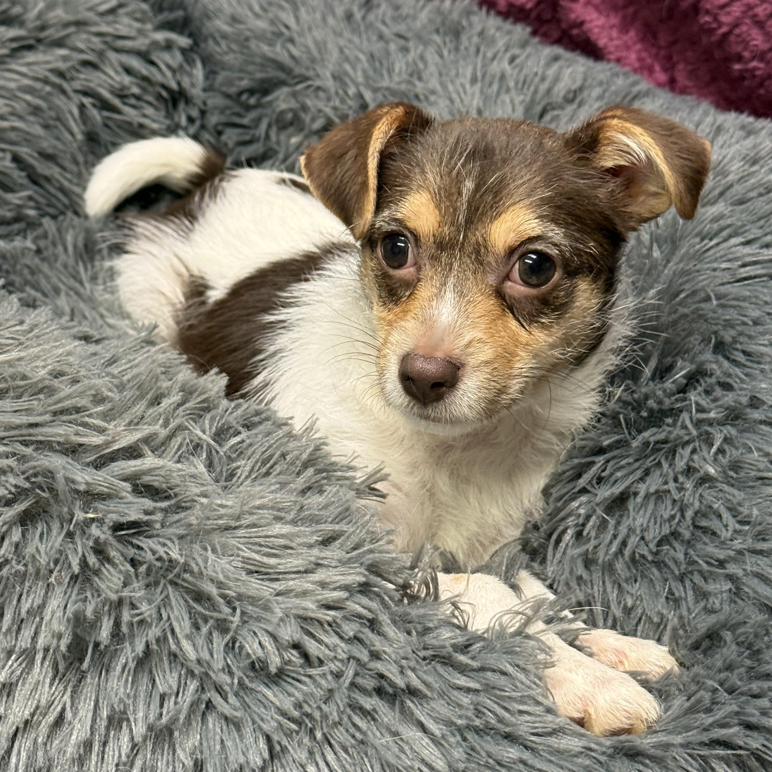 Enlarge Olive , an adopted mixed breed in Baton Rouge, LA image 5/5