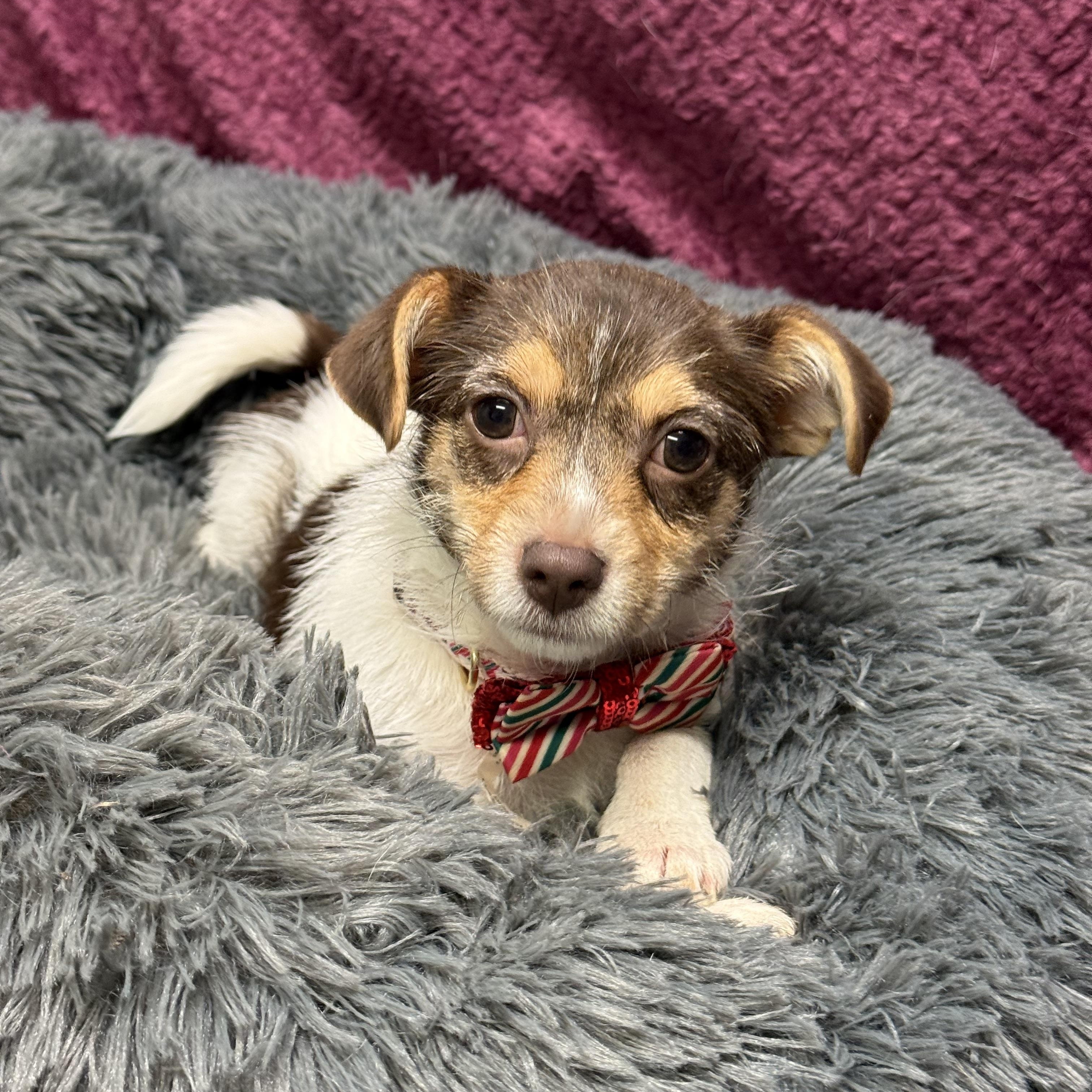 Enlarge Olive , an adopted mixed breed in Baton Rouge, LA image 3/5