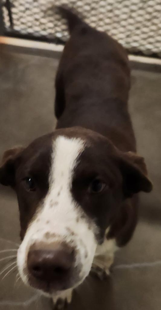 Enlarge Morrigan, a Adopted mixed breed in Belton, TX image 1/1