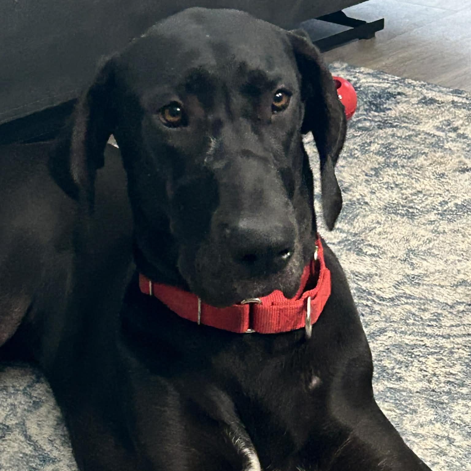 Midnight, a Adoptable Great Dane in Mesa, AZ image 4/4