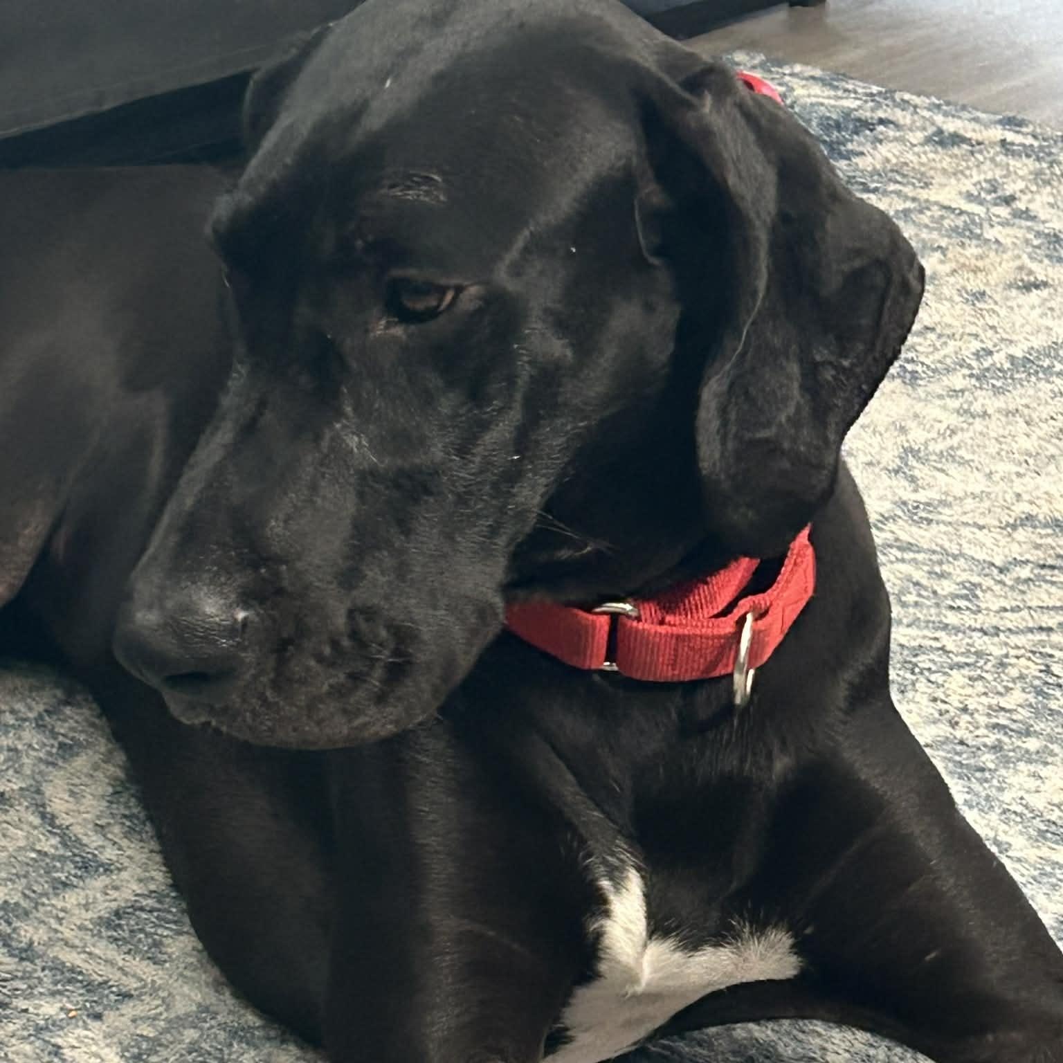 Midnight, a Adoptable Great Dane in Mesa, AZ image 1/4