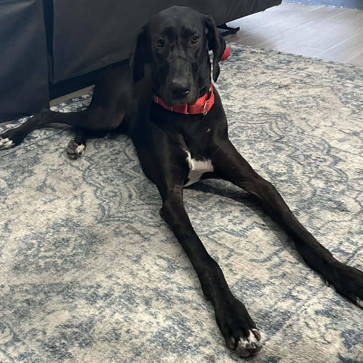 Midnight, a Adoptable Great Dane in Mesa, AZ image 3/4